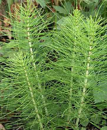 kirk kilit otu-bb.jpg